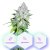 Auto Galaxy - 5pcs Cannapio autoflowering seeds