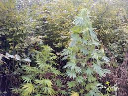 Outdoor pestovanie konope