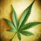 Three Oldest Marijuana Genetics