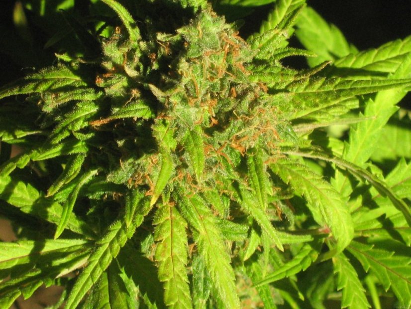 Royal Critical Automatic - samokvitnúce semienka 3 ks Royal Queen Seeds