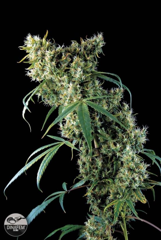 Super Silver Haze 10 ks feminizované semienka Dinafem