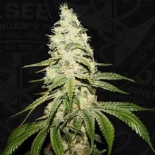 T.H. Seeds Mont Blanc nasiona feminizowane