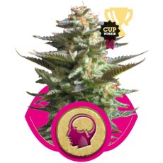 Amnesia Haze - 3 feminizowane nasiona Royal Queen Seeds