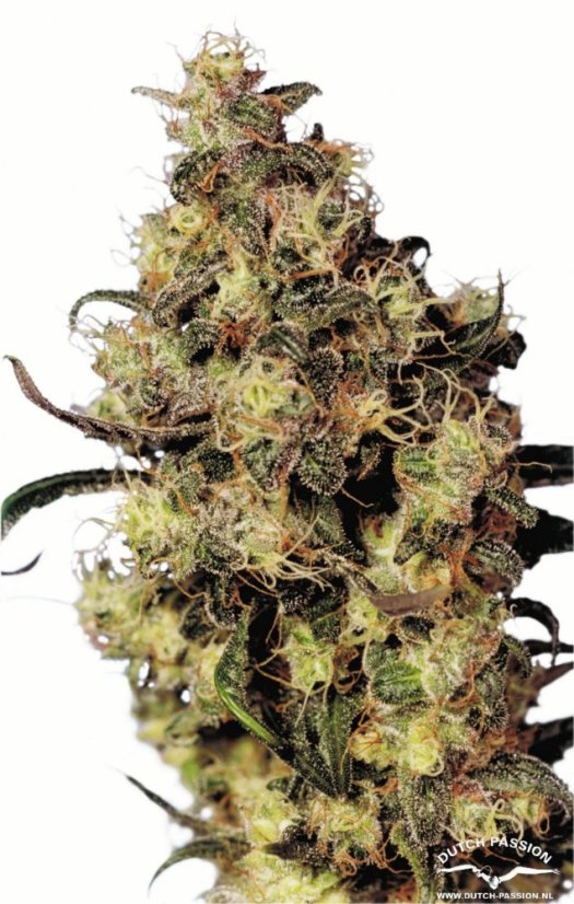 Blue Velvet® - feminizovaná semínka 3ks Dutch Passion