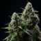 FOXTAIL OR FOXTAIL ON CANNABIS: WHAT IS IT AND HOW TO GET RID OF IT?