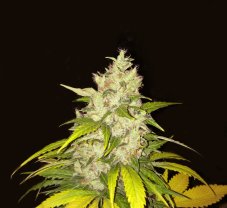 T.H. Seeds Chocolate Chunk feminizované semená