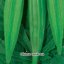 Ibišek jedlý - Okra  - semínka 4 g