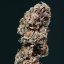 Sirup auto - feminizované semená, 3 ks, Buddha Seeds