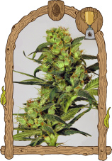 Spicy Bitch - feminizované semená, 5 ks, Exotic Seed