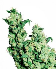 Jack Herer - semená 3 ks feminizované Sensi Seeds