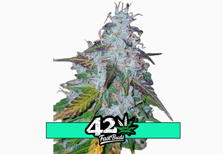 Californian Snow Auto - Autoflowering Marihuana Samen 10 Stück Fast Buds