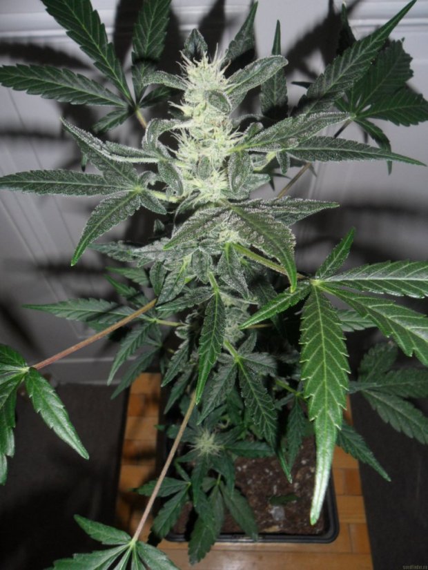 Royal Haze Automatic - autoflowering semienka 5ks Royal Queen Seeds