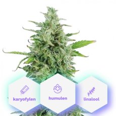 Auto Magnum - 10pcs Cannapio autoflowering seeds