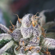 Pyramid Seeds Cookies USA feminisierte Samen