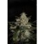 Auto White Berry - feminized And autoflowering seeds 10 pcs Paradise Seeds