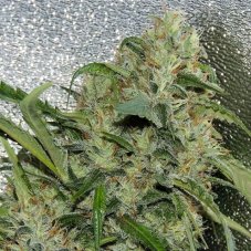 Karma Genetics Amnesia OG feminizované semená