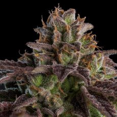 KMINTZ - nasiona feminizowane, 5 szt., Ripper Seeds