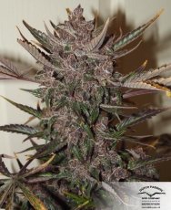 AutoBlackberry Kush - fem. a samonakvétací semena 7 ks Dutch Passion