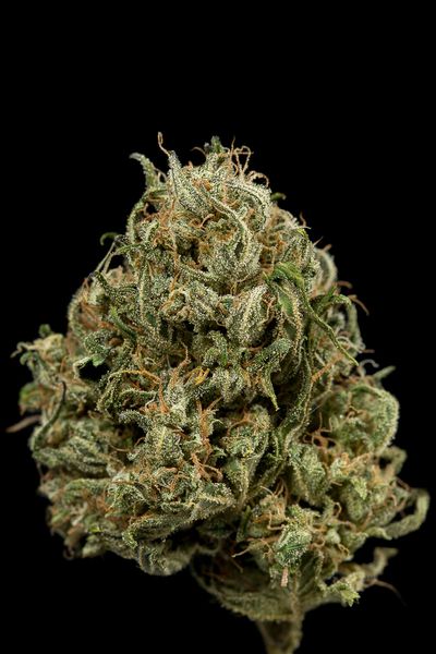 Cheese XXL Auto - fem. a autoflowering semienka 10ks Dinafem