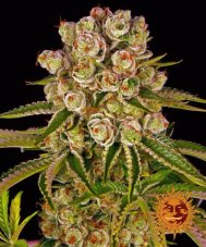 Kush Mintz - feminized seeds 5 pcs from Barney´s Farm