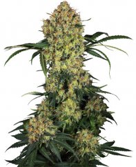 Aloha OG - feminized cannabis seeds 5 pcs, Sensi Seeds