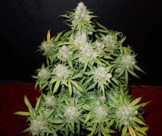 CBD Crack Auto - Autoflowering Marihuana Samen 3 Stück Fast Buds