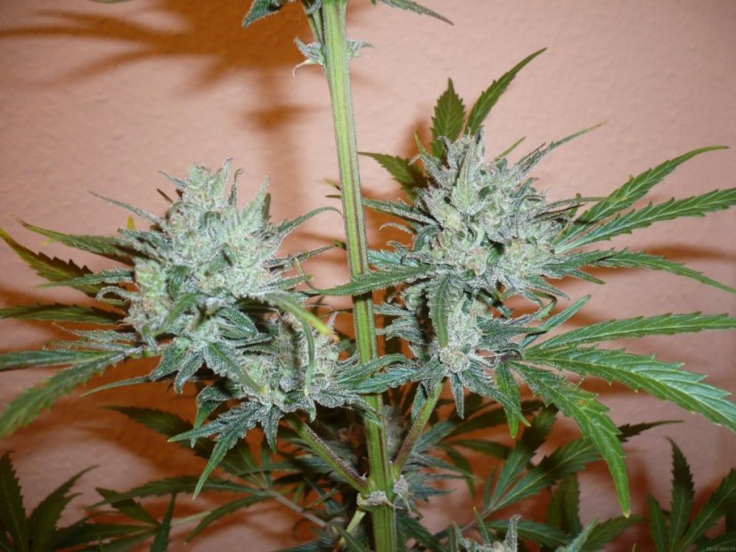 Northern Lights N.5 x Haze 10 ks štandardizované feminizované semená Sensi Seeds