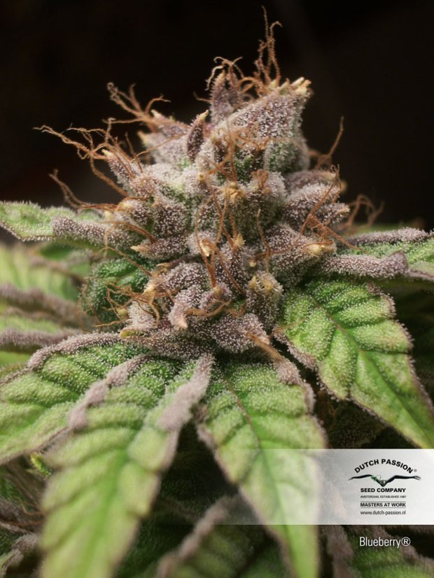 Blueberry - feminizované semená 10 ks Dutch Passion