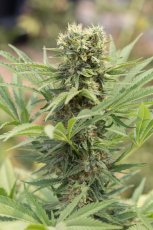 Dedoverde Haze - feminizovaná semienka 3ks Humboldt