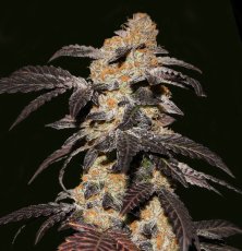 French Cookies - 5ks feminizovaná semínka T.H. Seeds