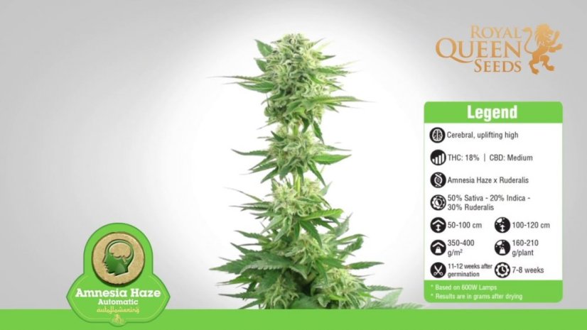 Amnesia Haze Automatic - samonakvétací semínka 5 ks Royal Queen Seeds