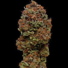 Humboldt Seed Company Blueberry Muffin feminizované semená