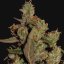 CBD Critical Cure - feminizovaná semínka 3 ks Barney´s Farm