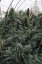 Sour Diesel 2 - feminizovaná semínka 3ks Humboldt