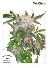 White Widow - Standaryzowane holenderskie nasiona Passion 10ks