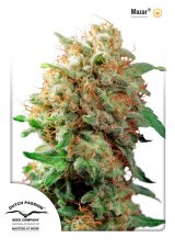 Mazar - Standardized Seeds 10 pcs Dutch Passion