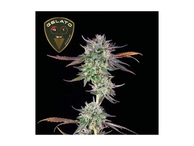 Gelato 41 BX Auto Feminizovaná Semínka - 5
