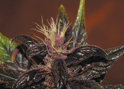 Purple Kush - feminizovaná a samonakvétací semínka 10 ks Buddha Seeds