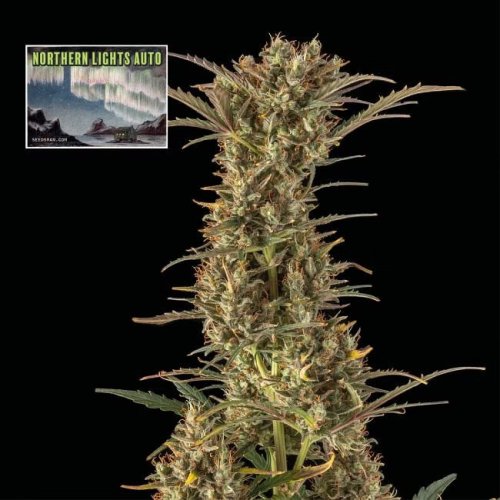 Northern Lights Auto - automatycznie kwitnące nasiona marihuany, 3 sztuki Seedsman