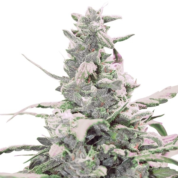 Royal Creamatic - samonakvétací semínka 3ks Royal Queen Seeds