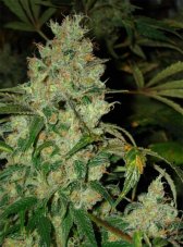 Jack Flash n.5 - feminizovaná semínka 10ks Sensi Seeds