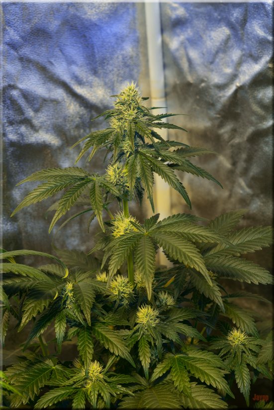 Black Jack Fast Version - feminizované semienka 10 ks Sweet Seeds