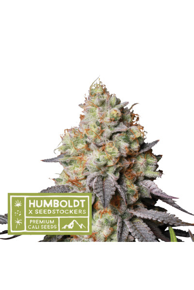 Panty Punch Autoflower - autoflowering semena marihuany HumboldtXSeedstockers 5 ks