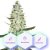 Auto Skunk One - 3 Graines Autofloraisantes Premium Cannapio
