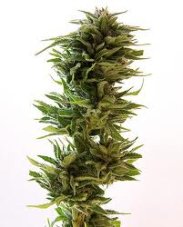 Amnesia Lemon - feminizowane nasiona 5 sztuk Barney's Farms