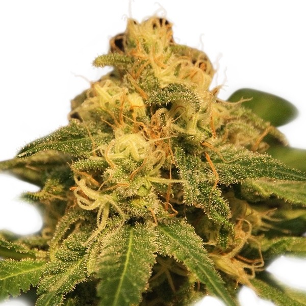 Critical - feminizovaná semínka 10 ks Royal Queen Seeds