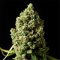 5 Most Common Misconceptions About High-CBD Hemp