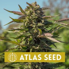 Snow Panda Fast Version - feminizovaná semínka 5ks Atlas Seeds