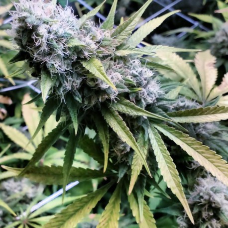 Critical Kush – feminizovaná semena 3 ks Barney´s Farms