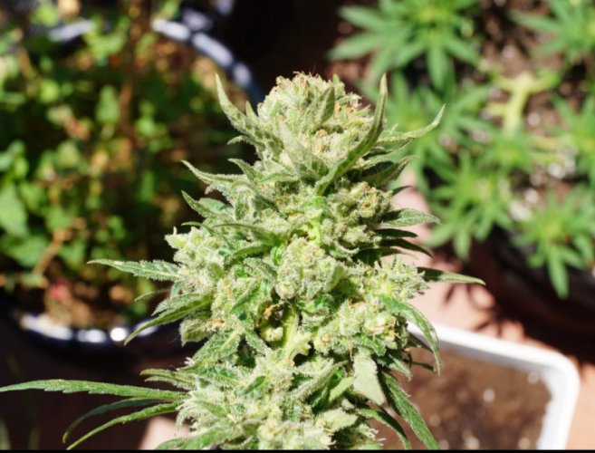 G14 Auto - automatycznie kwitnące nasiona marihuany 5 szt Fast Buds